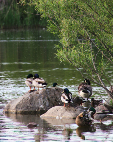 swan-lake-ducks