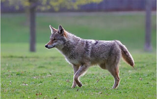 This coyote was spotted in Markham's Fincham Park on April 20, 2021. ISABEL MONITA PHOTO